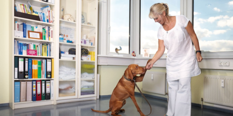 Ärztin behandelt einen Hund in der Praxis